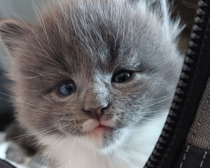 Un chaton maine coon