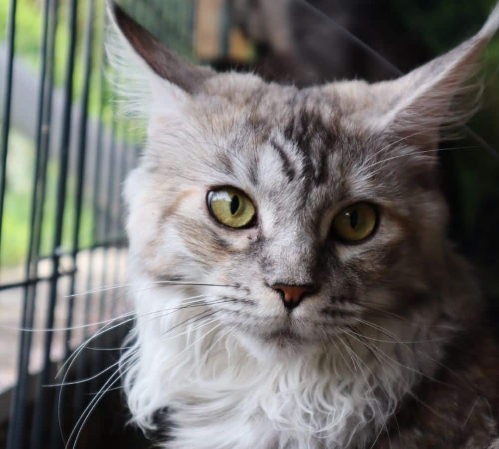 Elevage Maine Coon Occitanie