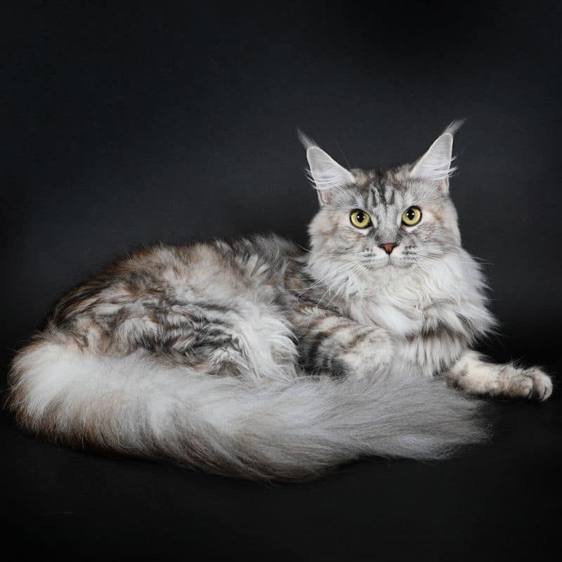 Tykira, chatte reproductrice Maine Coon