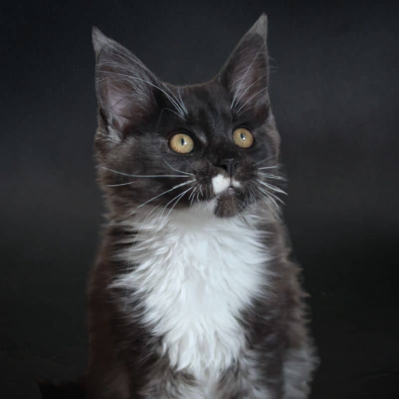 Ushuaia De La Voie Féline, chaton maine coon à adopter