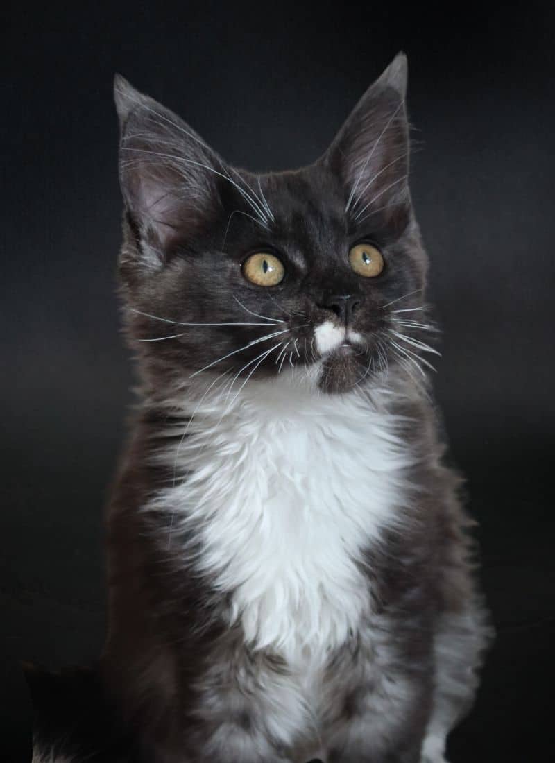 Ushuaia De La Voie Féline, chaton maine coon à adopter