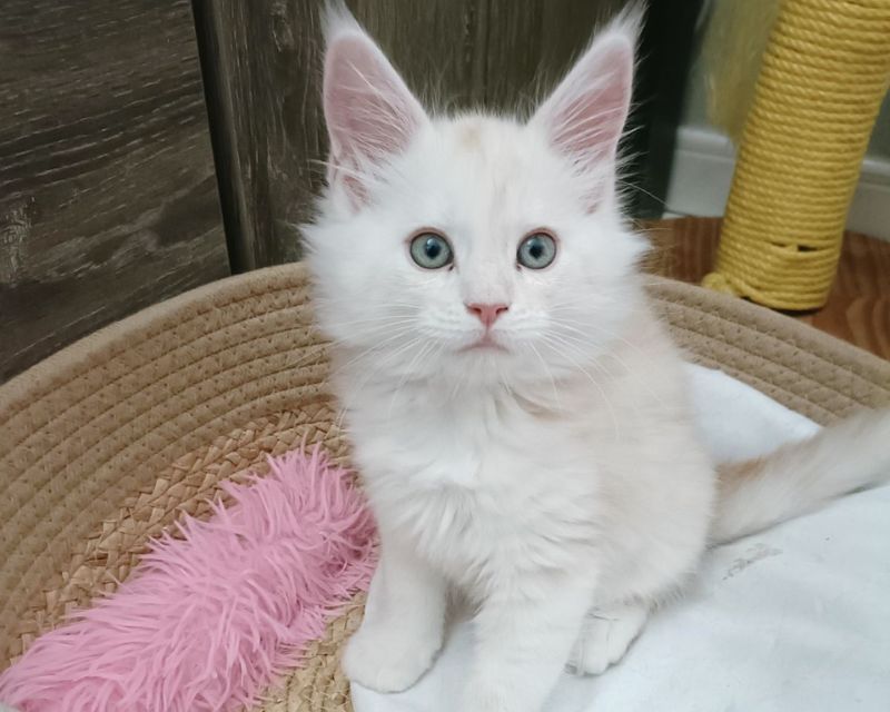 Chatterie La voie féline, élévage de Maine Coon