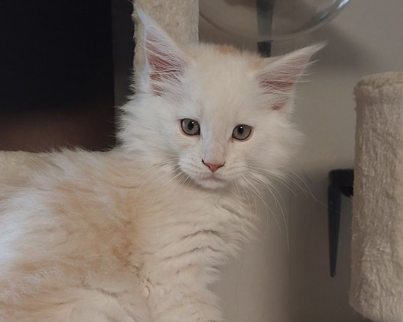 Chatons de la voie féline, Maine Coon en Occitanie